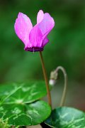 IMG_4096  -  <strong>Cyclamen</strong>	<br/>Bauges - Août 2011