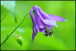 IMG_6531  -  <strong>Ancolie</strong>	<br/>Bauges - Juin 2012