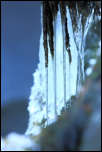 IMG_38977  -  <strong>Mousse, stalactite et contre-jour</strong><br/>Bauges - Janvier 2017