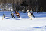 IMG_0980  -  <strong>Ski Joëring</strong>	<br/>  Bauges - Février 2011