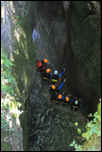 IMG_10392  -  <strong>canyoning</strong>	<br/>  Bauges - Août 2013